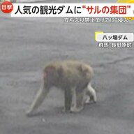 「不届き者を発見！」立ち入り禁止エリアにも“侵入”…八ッ場ダムにサルの集団「エサ与えず近づかないで」　群馬・長野原町