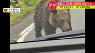 【緊迫の1分間】北海道の知床峠をのしのし歩くヒグマ　「めっちゃ近くにいる」エンジンふかしても動じず