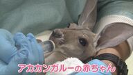 赤ちゃんカンガルー　命の危険からすくすく成長…母は亡くなったが、飼育員が父親”に【福岡発】