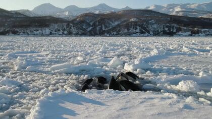知床沖で流氷に閉じ込められたシャチの群れ 一夜明け姿を消す…一体どこへ消えたのか 流氷の切れ間へ脱出か「逃げていてほしい」