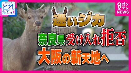 “奈良公園から家出？”シカが大阪の新天地へ「なんでみんなこんなシカに優しいんですか」と古市憲寿氏が苦笑　奈良から出たら“天然記念物”でない判断に「普通扱いになるのは冷たい」とジャーナリスト岸田雪子氏