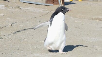 南極プロジェクト　昭和基地に“かわいいお客さん”　無人カメラに近づくのは...