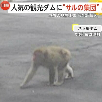 「不届き者を発見！」立ち入り禁止エリアにも“侵入”…八ッ場ダムにサルの集団「エサ与えず近づかないで」　群馬・長野原町