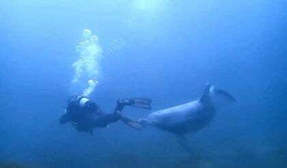 日本海屈指のスポットで野生のイルカがダイバーに“甘噛み” 海水浴場ではケガ人も…水族館「もし遭遇したら何もしないで」