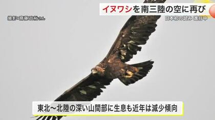 絶滅危惧種・イヌワシを再び宮城に…動物園で生まれたひなを野生に復帰させるプロジェクト【南三陸町】