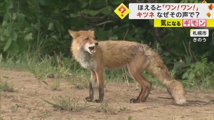 【子ギツネ守るため】キツネが「ワン！ワン！」吠えて威嚇　住民「襲われるんじゃないか」　市が警戒呼びかけ　札幌の公園