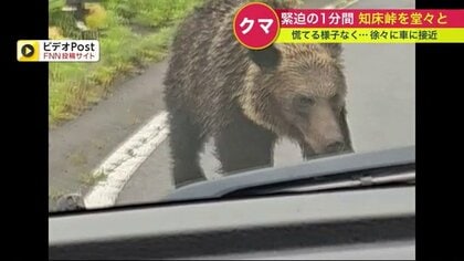 【緊迫の1分間】北海道の知床峠をのしのし歩くヒグマ　「めっちゃ近くにいる」エンジンふかしても動じず