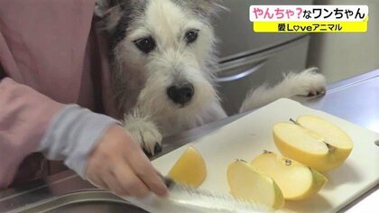 「怖いから外に逃げよう」終始落ち着かない…隠れる怖がりワンちゃんとの“攻防”【福井発】