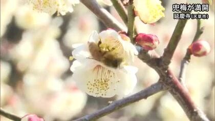 天草市からの便り　延慶寺の兜梅が満開【熊本】