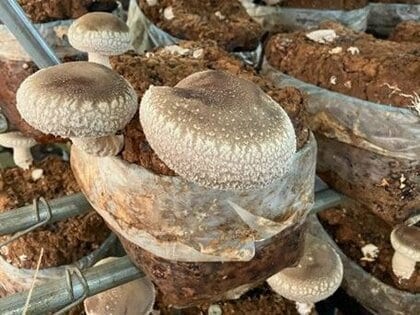 秋の生しいたけ、まもなく旬入り 価格は安定
