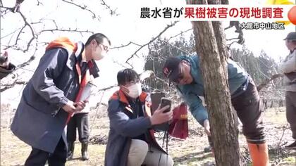大雪の果樹被害、農水省が現地調査　雪解けで状況明らかに　復旧に向け生産者と意見交わす　秋田・大館市