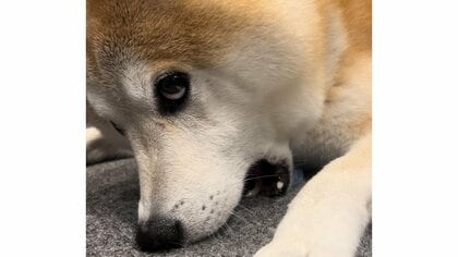 もしかして人間？上目遣いで床をかむ柴犬のいじけ方がクセ強すぎ…どうしてこうなったのか状況を飼い主に聞いた