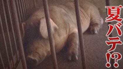 「100円200円ポンポン上がる」夏バテでエサ食べず豚肉・梅雨短く傷む夏野菜　価格高騰救うジャガイモ