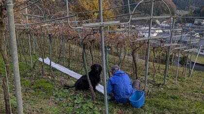 「今日も元気か~?」犬嫌いだったご近所さんと愛犬がナデナデされる仲に!ワイン畑での働きっぷりを聞いた