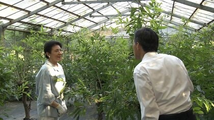 「きれいですね」皇后さまが屋外飼育の蚕の繭を収穫　伝統のご養蚕