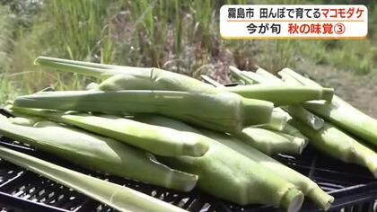 【今が旬！秋の味覚】田んぼで育てるマコモダケ　霧島市