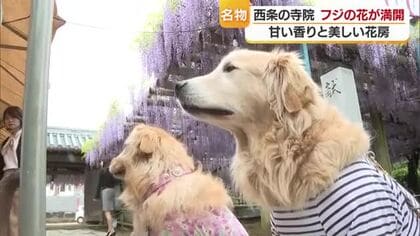 甘い香りにハチ…犬もうっとり？西条で名物「観音堂の藤」見頃「お花のシャワーみたい」【愛媛】