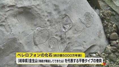 大垣城の石垣は“化石”だらけ…約2億5千万年前の巻貝など続々発見されるワケ【岐阜発】｜FNNプライムオンライン