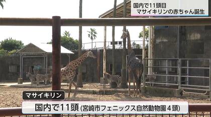 国内11頭目 希少なマサイキリンの赤ちゃん誕生 「小さい時のキリンを見