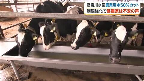 ウシたちも「食欲の秋」なのに…農業用水５０％カットの高梁川水系「第３次取水制限」で牧場経営にも影響　先の見えない不安に悩む笠岡市の酪農家【岡山発】