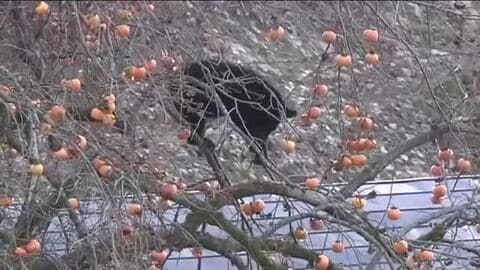 約7時間クマとにらみ合い　柿の木の上に熊居座る　福島・北塩原村の住宅の敷地内　麻酔銃で捕獲し駆除