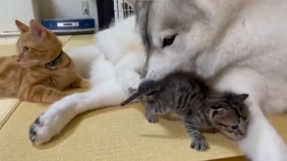 共鳴してる 保護された子猫に合わせて鳴くハスキー犬が話題 あやしているの 2匹の関係を飼い主に聞いた