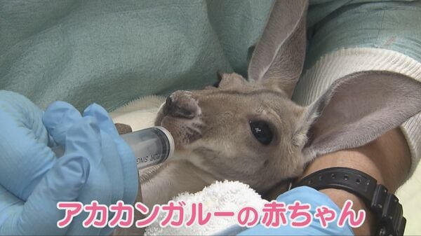 赤ちゃんカンガルー 命の危険からすくすく成長…母は亡くなったが、飼育