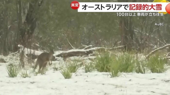 野生のカンガルーが雪の上を進む珍しい光景も