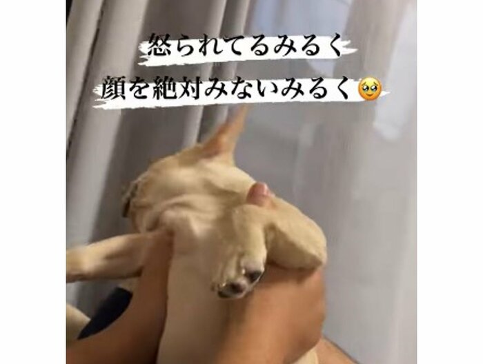 提供:みるくちゃん