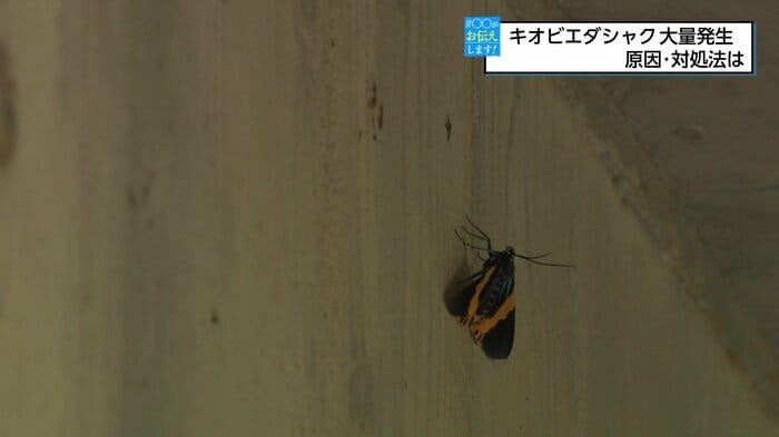 コンクリートの壁にキオビエダシャクが