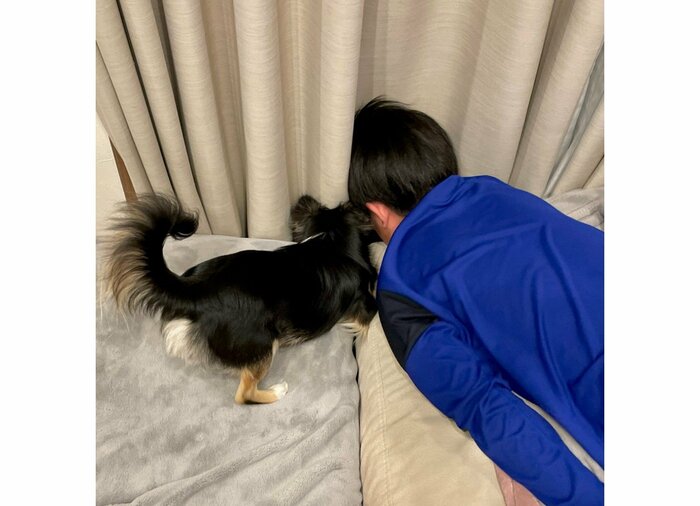 提供:チワワのごまじろーさん
