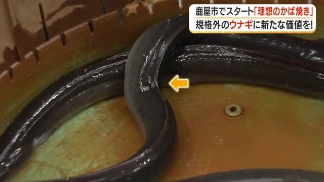 背中のラインがわずかに曲がっている『曲がり』ウナギ