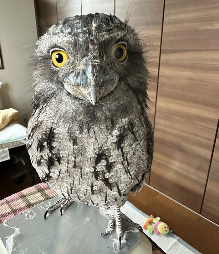 ふわふわなガブちゃん