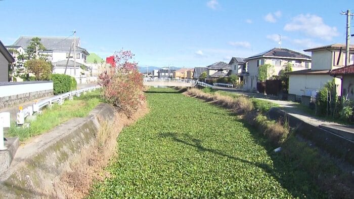ホテイアオイに埋め尽くされた水路(佐賀市)