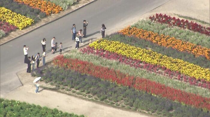 秋の花が見ごろの「四季彩の丘」