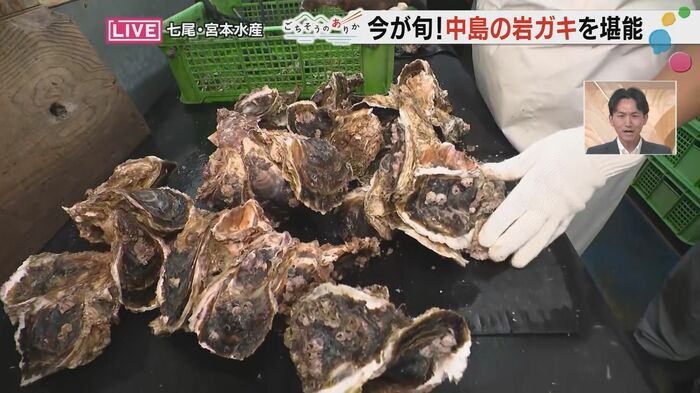 岩ガキの塊をバラしてゆく