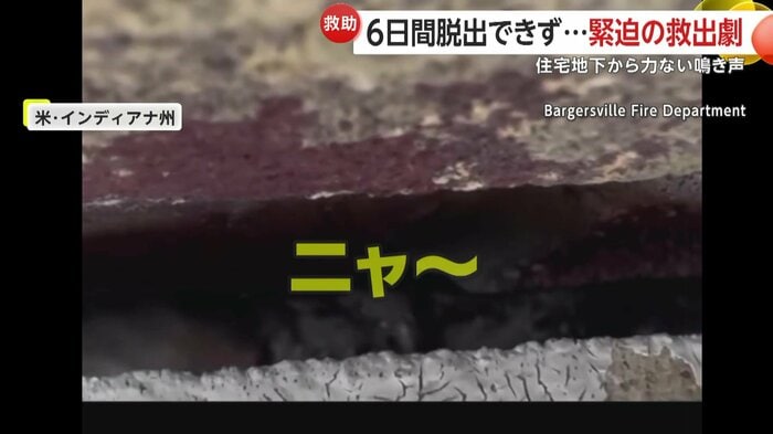 鳴きながら隙間でもがくネコ