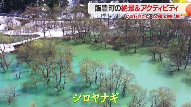 シロヤナギが芽吹きはじめると、湖面の色もより一層濃い緑色に輝く「緑の水没林」になる