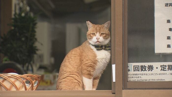 「みぃちゃん」