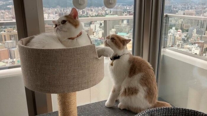 画像提供:エキゾのきなこさん。