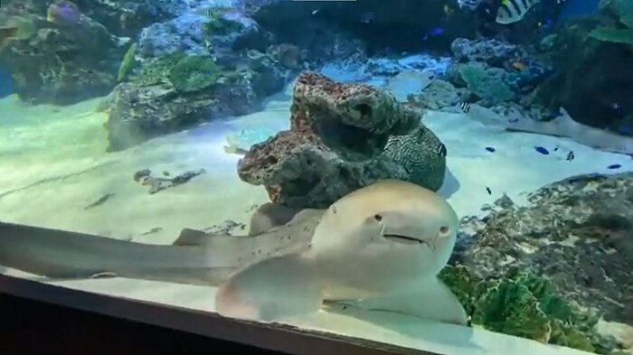 1匹目のトラフザメ