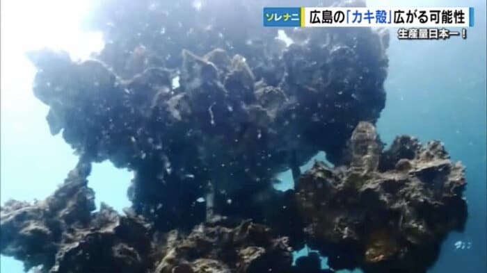 海中で養殖されるカキ