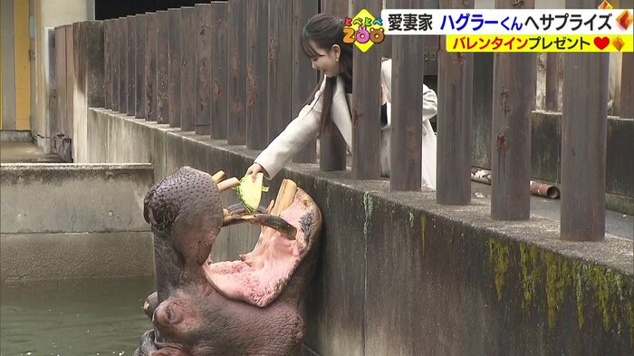 曽我部アナからハグラーくんにキャベツのプレゼント