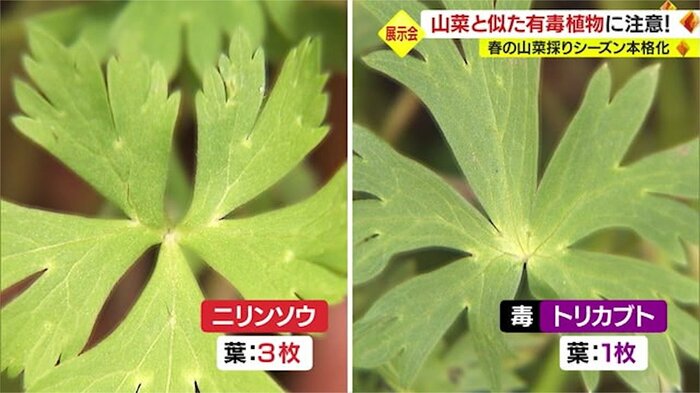 ニリンソウとトリカブトの違い