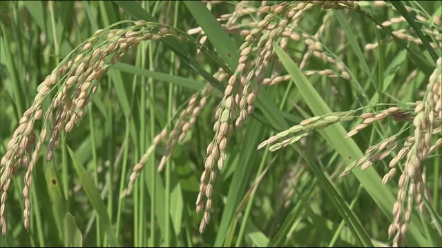 被災地・大熊町初の日本酒へ 実証的に栽培されてきた酒米「五百万石」を収穫 <福島県>