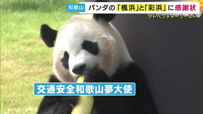 『交通安全夢大使』を長年務めた「楓浜」と「彩浜」に県警から感謝状　式典では“笹をムシャムシャ” 　｜FNNプライムオンライン