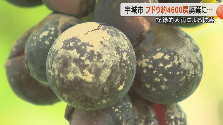 【記録的大雨】「1年間の努力が水の泡」熊本・宇城市で収穫間近のブドウ約4600房が泥水に漬かる　ブドウの木が1メートル超える浸水か｜FNNプライムオンライン