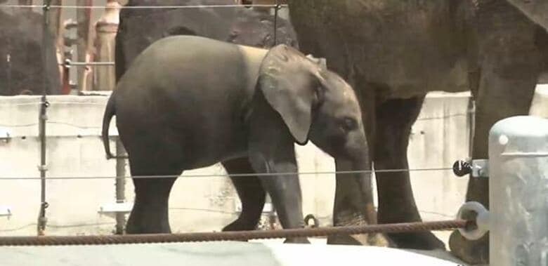 マルミミゾウ「アオ」１歳の誕生日　スイカやバナナ、リンゴでお祝い「大きく育って」広島市安佐動物公園｜FNNプライムオンライン