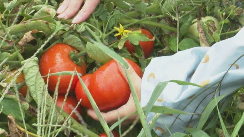 「ジュース用トマト」の収穫体験会　ジュース、料理作りも　JAなどが生産拡大につなげる狙いで企画｜FNNプライムオンライン