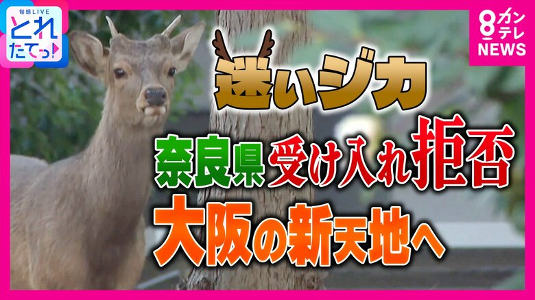 “奈良公園から家出？”シカが大阪の新天地へ「なんでみんなこんなシカに優しいんですか」と古市憲寿氏が苦笑　奈良から出たら“天然記念物”でない判断に「普通扱いになるのは冷たい」とジャーナリスト岸田雪子氏｜FNNプライムオンライン